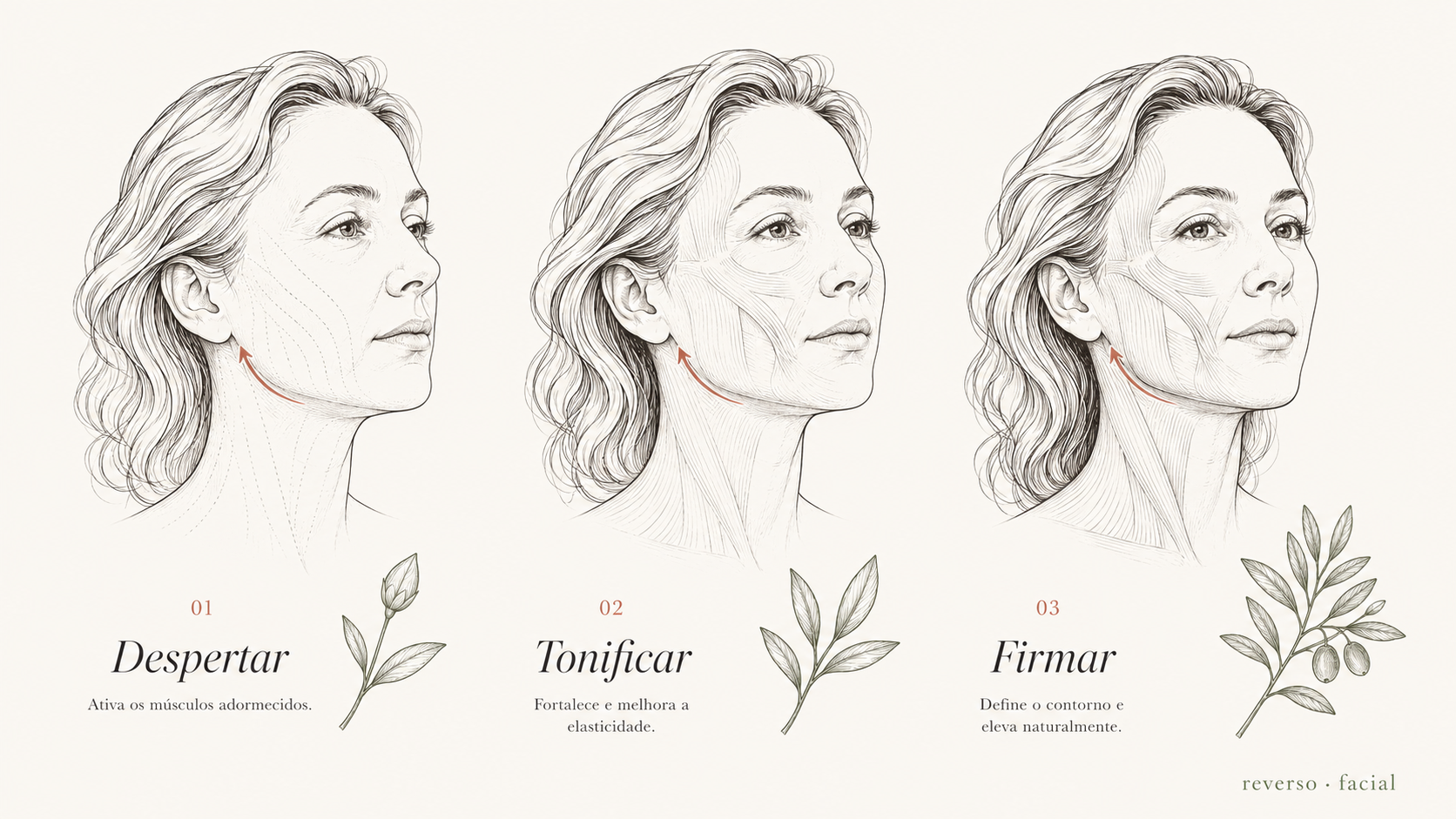 Ilustração das 3 fases do Ciclo Reverso Brasileiro, estilo gravura científica com ramos de oliveira